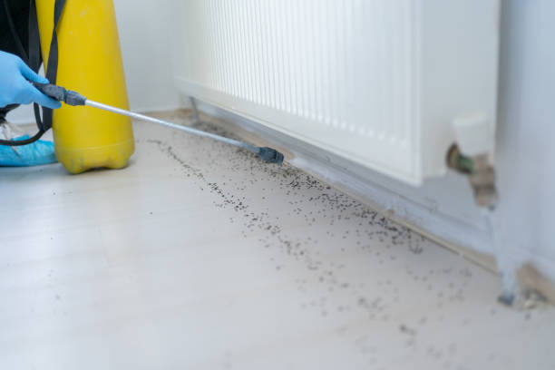 Best Wasp Removal Services  in Brownsville, TN